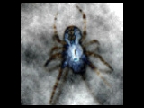 Nebelspinne