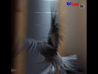 DANACH >: Vogelflug